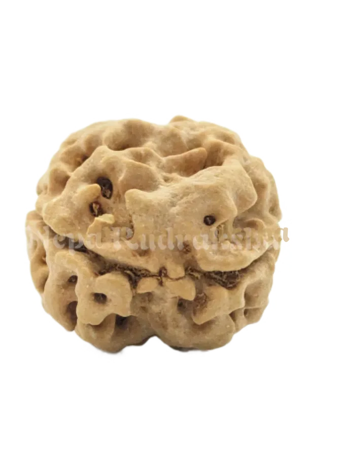 2 Mukhi (Medium) Rudraksha Best Buy