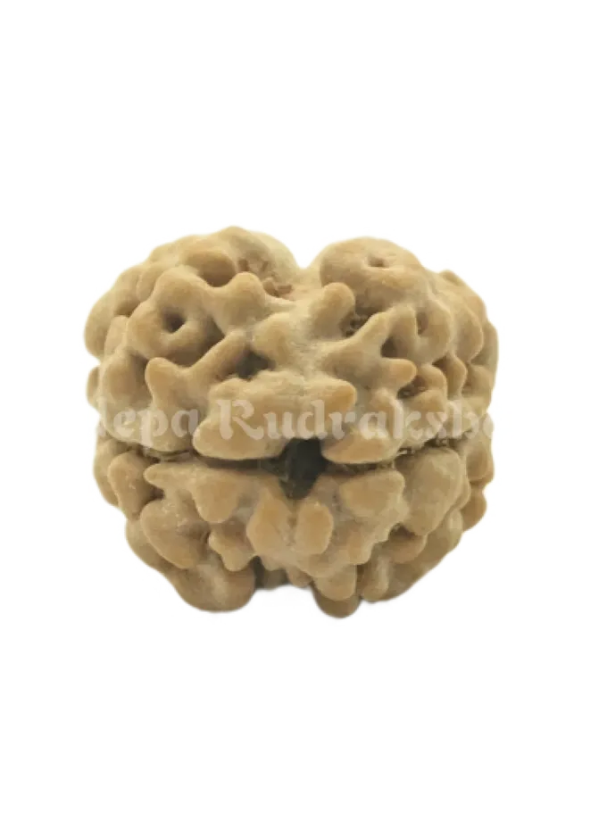 2 Mukhi (Regular) Rudraksha Free shipping