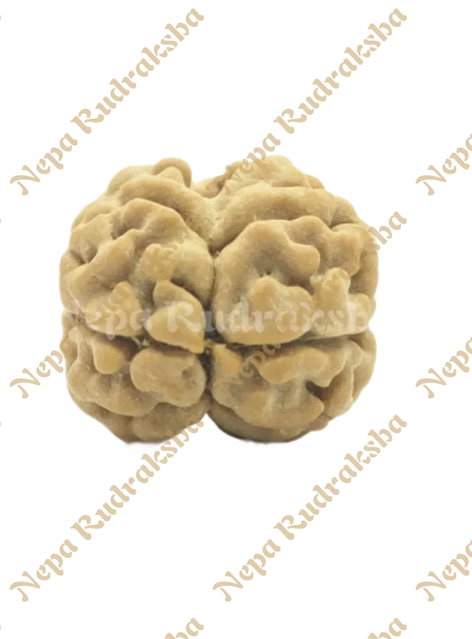 2 Mukhi (Regular) Rudraksha Free shipping