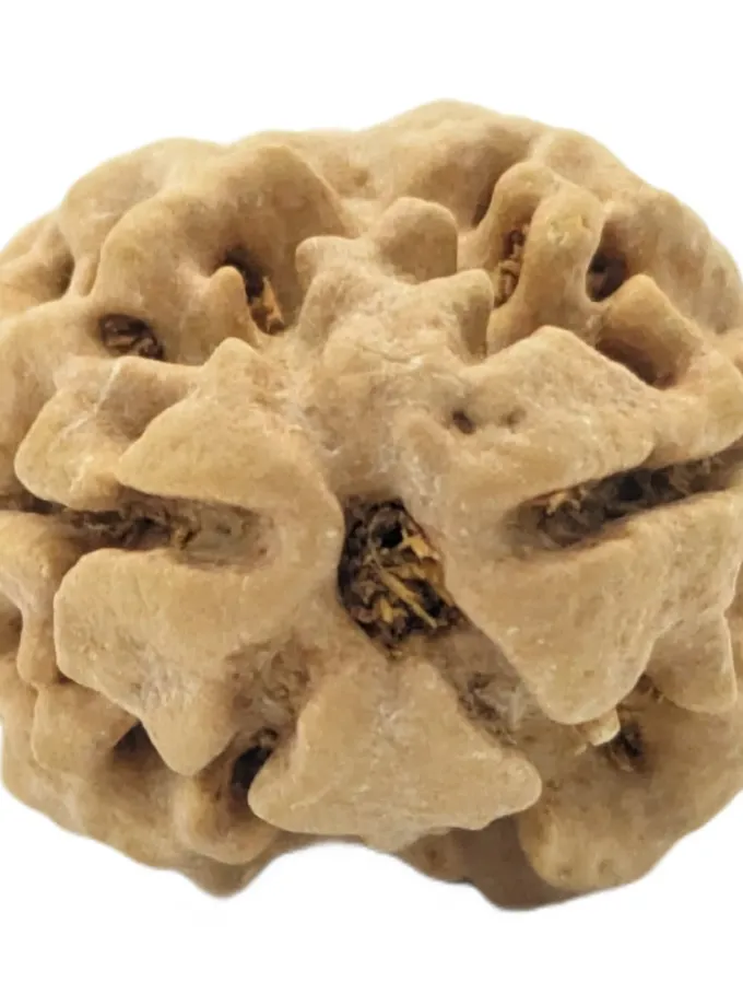 2 Mukhi Rudraksha Best Price