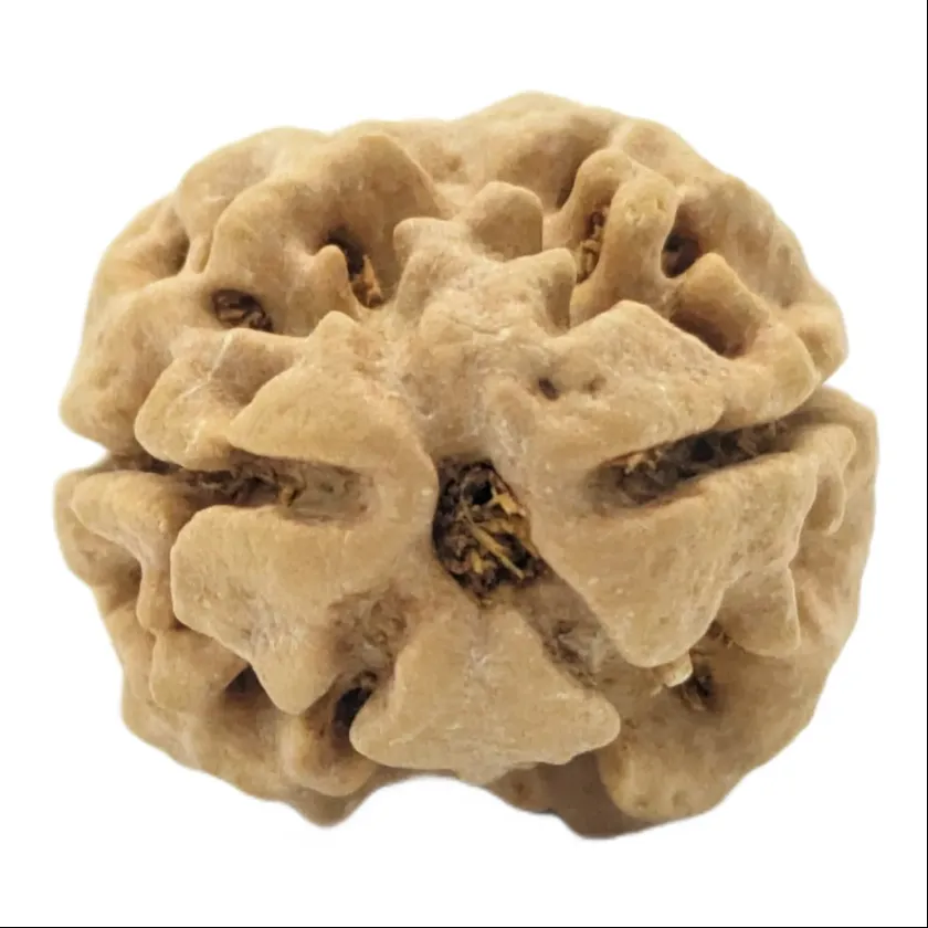 2 Mukhi Rudraksha Best Price