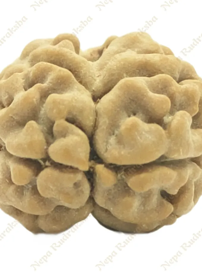 2 Mukhi Rudraksha Best Price