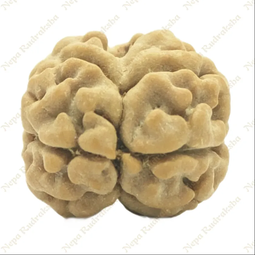 2 Mukhi Rudraksha Best Price