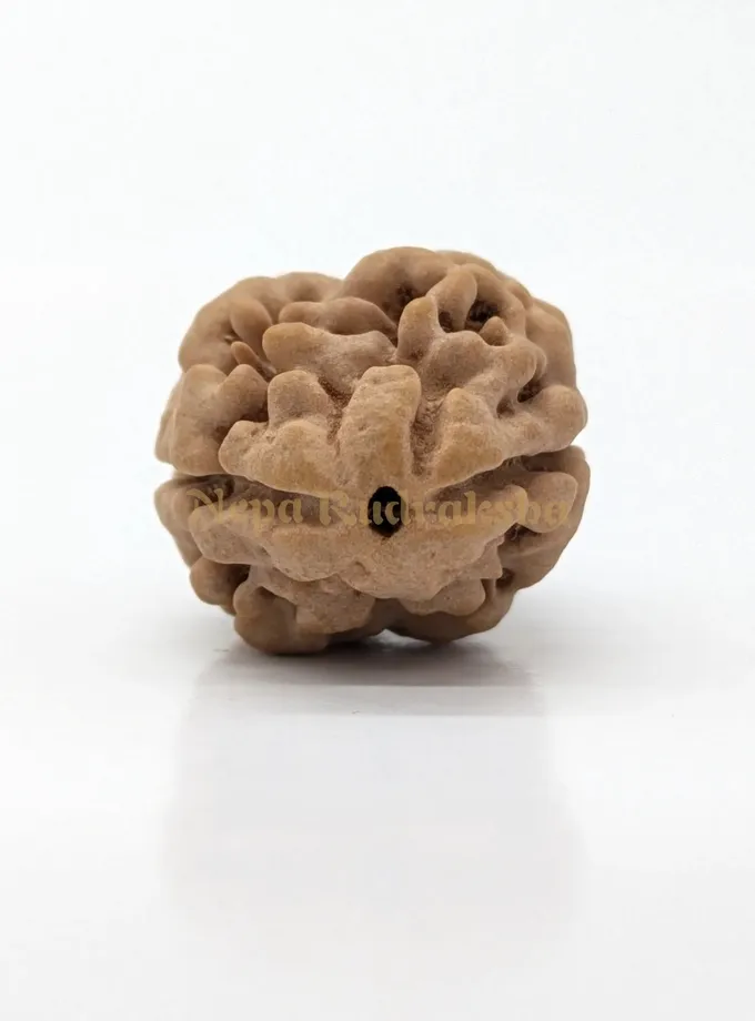 2 Mukhi (Super Collector) Rudraksha Best Buy