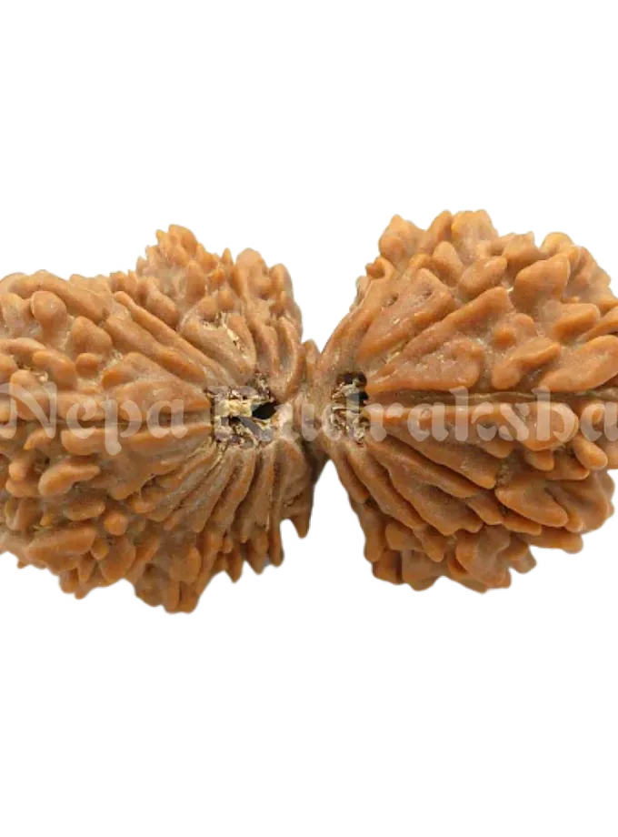 21 Mukhi Gaurishankar Rudraksha 41mm Best Buy