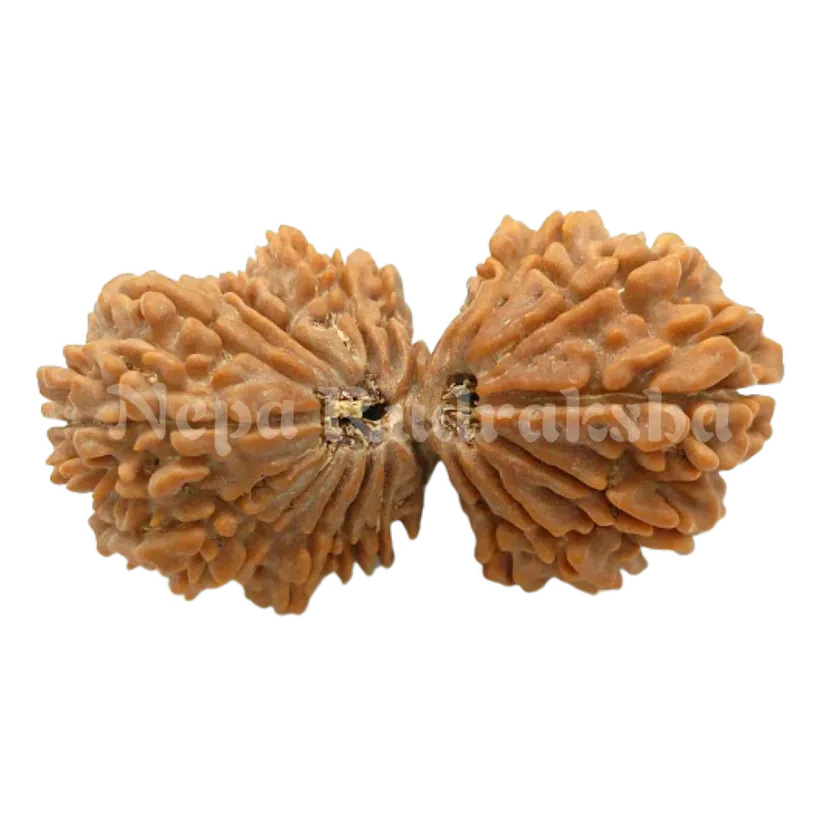 21 Mukhi Gaurishankar Rudraksha 41mm Best Buy