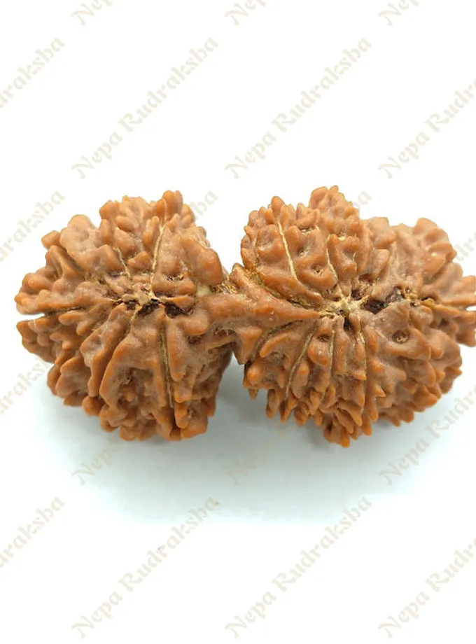 21 Mukhi Gaurishankar Rudraksha 41mm Best Buy