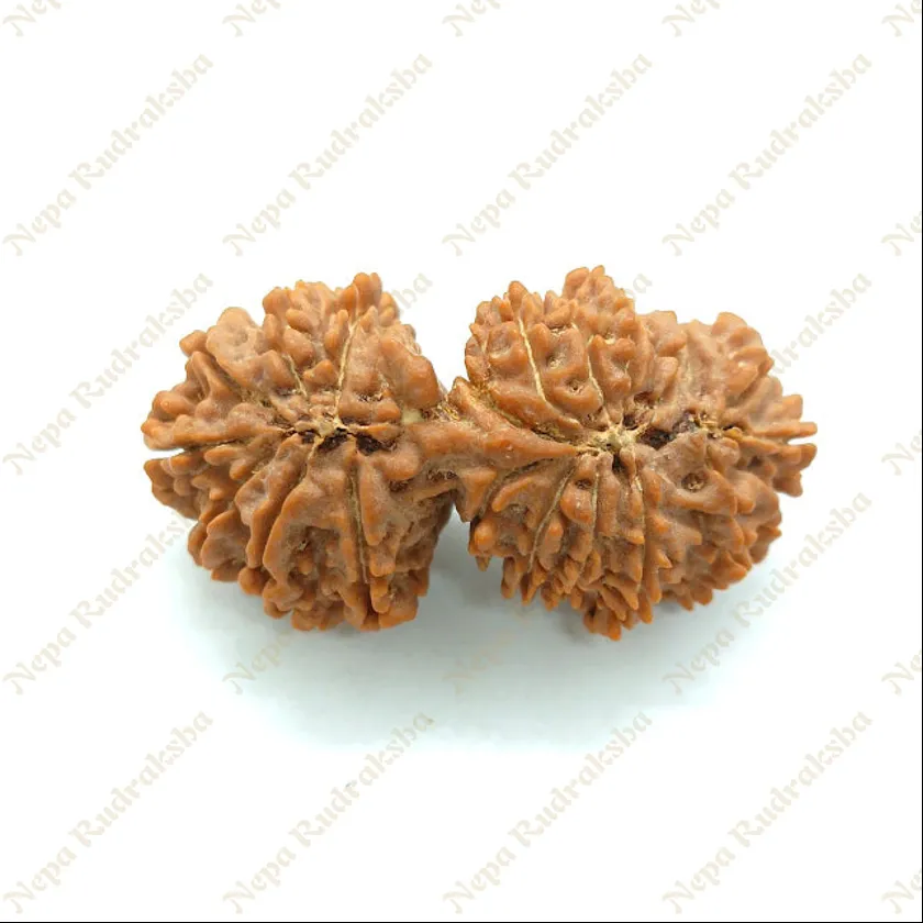 21 Mukhi Gaurishankar Rudraksha 41mm Best Buy