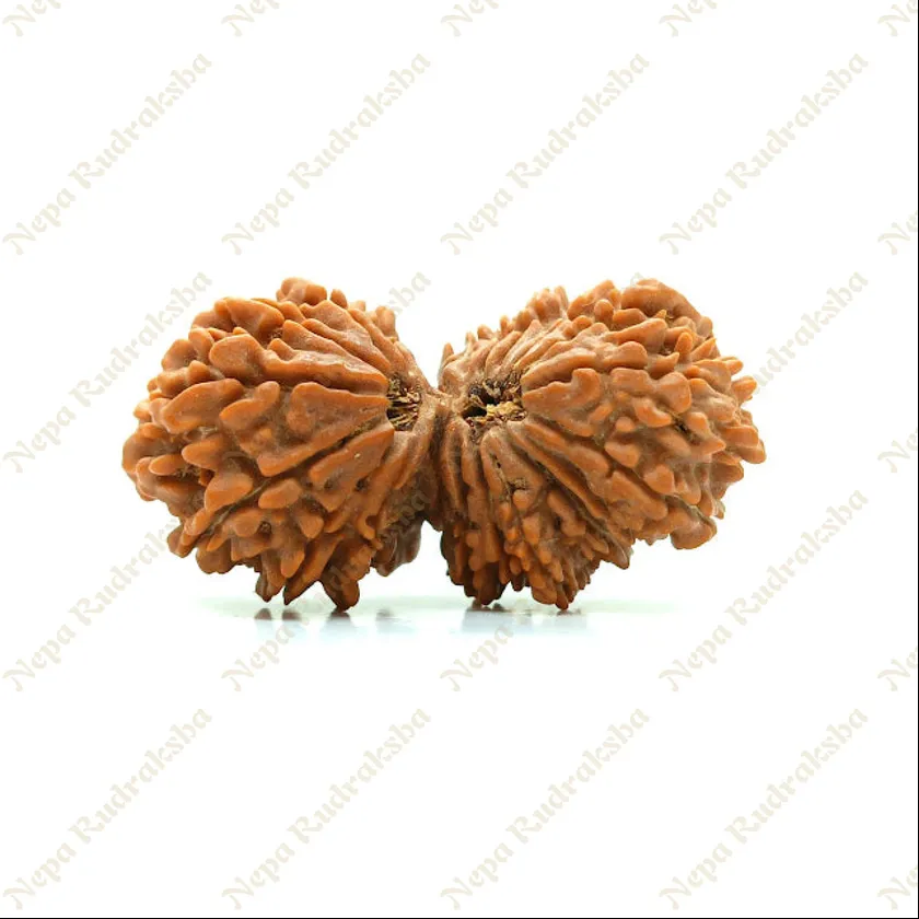 21 Mukhi Gaurishankar Rudraksha 41mm Best Buy