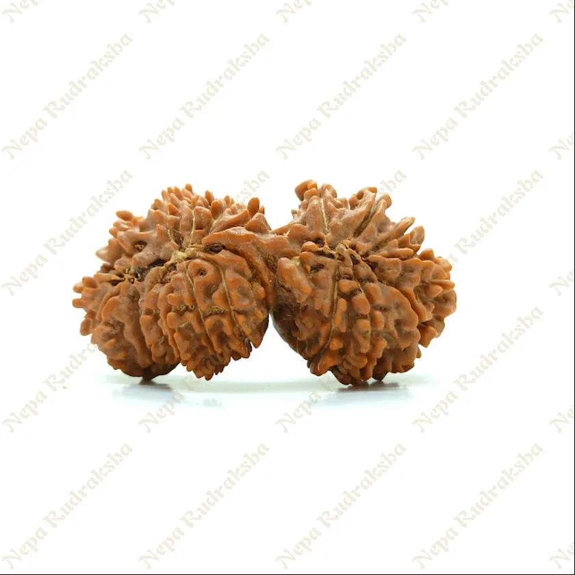 21 Mukhi Gaurishankar Rudraksha 41mm Best Buy