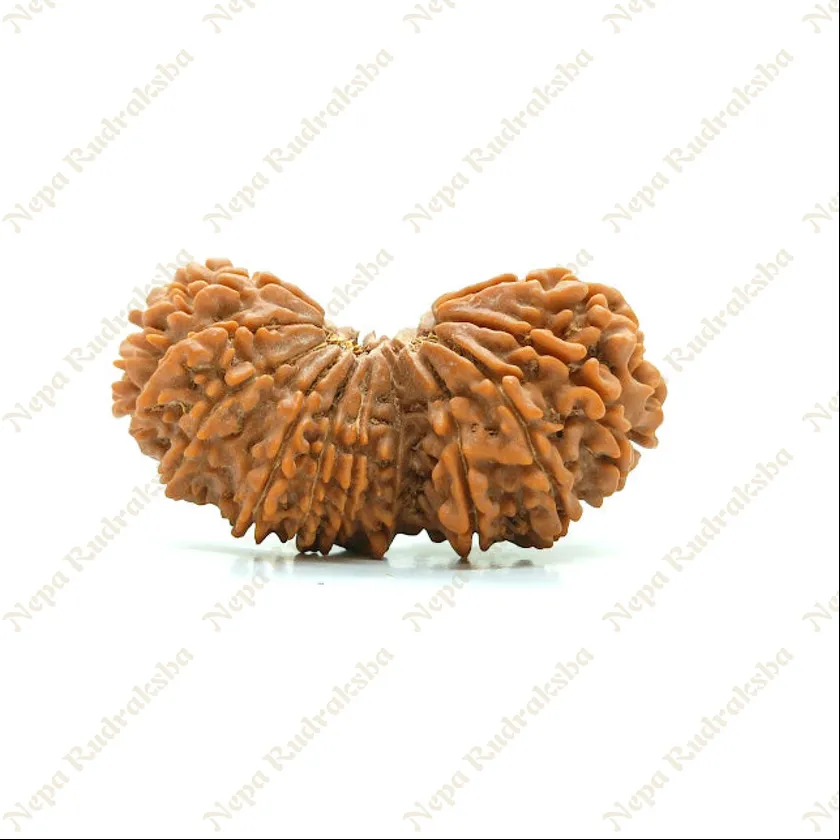 21 Mukhi Gaurishankar Rudraksha 41mm Best Buy