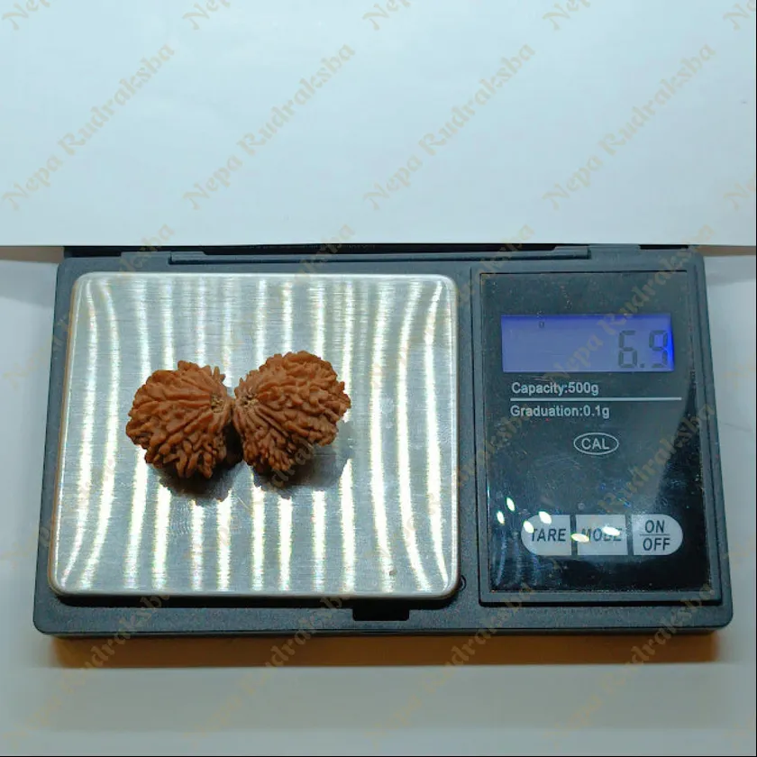 21 Mukhi Gaurishankar Rudraksha 41mm Best Buy