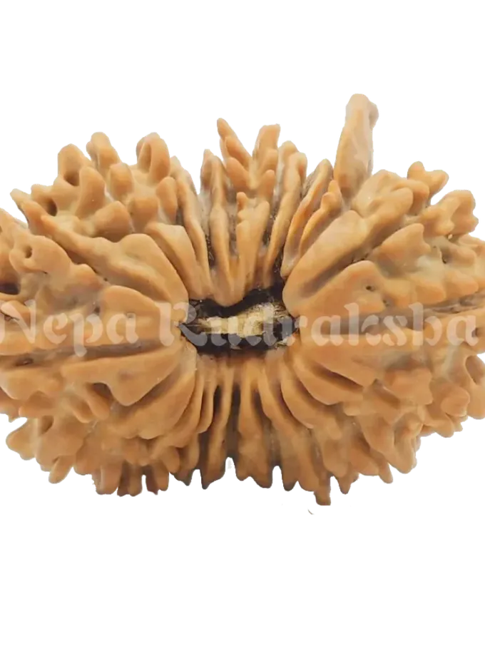 21 Mukhi  Rudraksha 29mm Best Buy