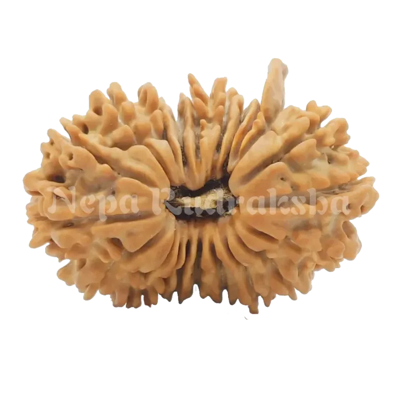 21 Mukhi  Rudraksha 29mm Best Buy