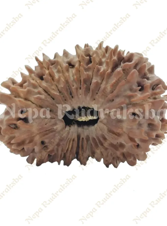 21 Mukhi  Rudraksha 29mm Best Buy