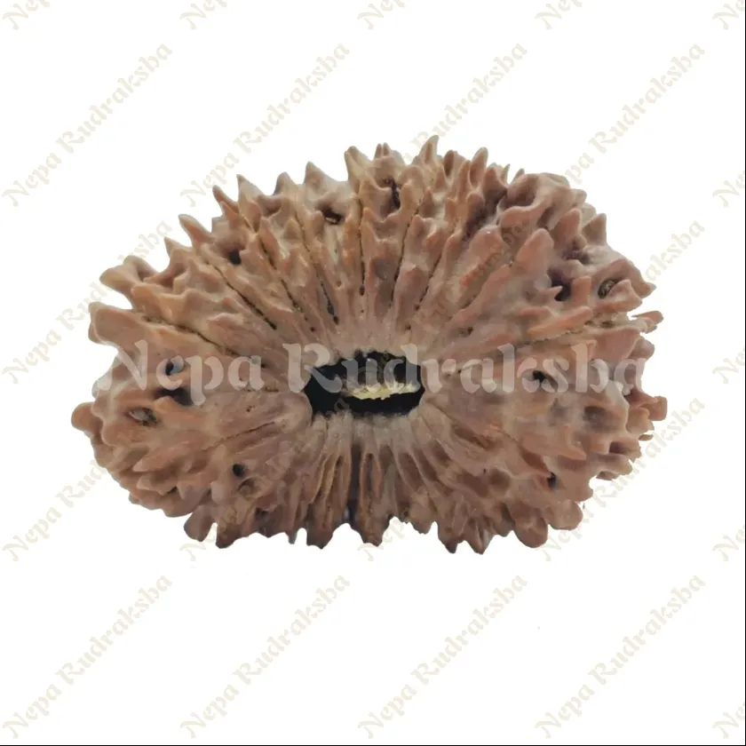 21 Mukhi  Rudraksha 29mm Best Buy