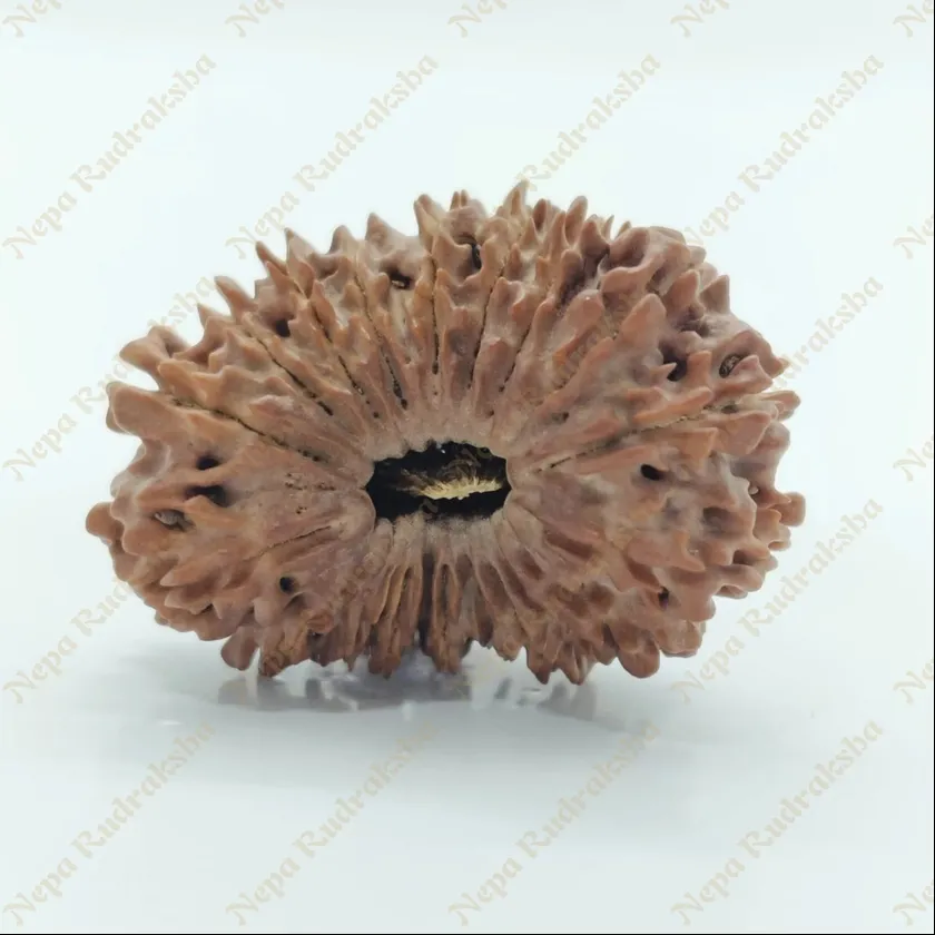 21 Mukhi  Rudraksha 29mm Best Buy