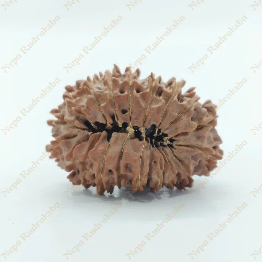 21 Mukhi  Rudraksha 29mm Best Buy