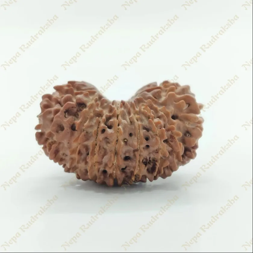 21 Mukhi  Rudraksha 29mm Best Buy