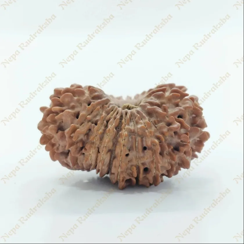 21 Mukhi  Rudraksha 29mm Best Buy