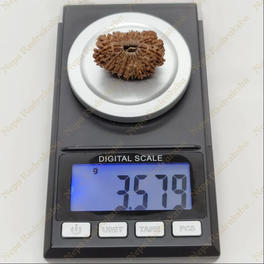 21 Mukhi  Rudraksha 29mm Best Buy