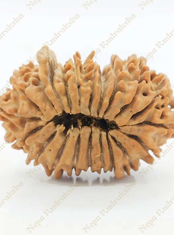 21 Mukhi Rudraksha 29mm On Sale