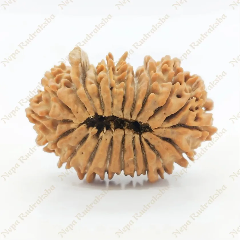 21 Mukhi Rudraksha 29mm On Sale