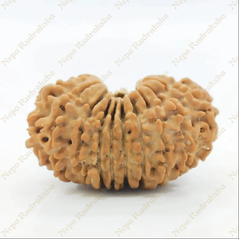 21 Mukhi Rudraksha 29mm On Sale