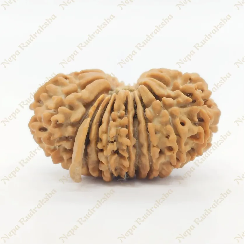 21 Mukhi Rudraksha 29mm On Sale