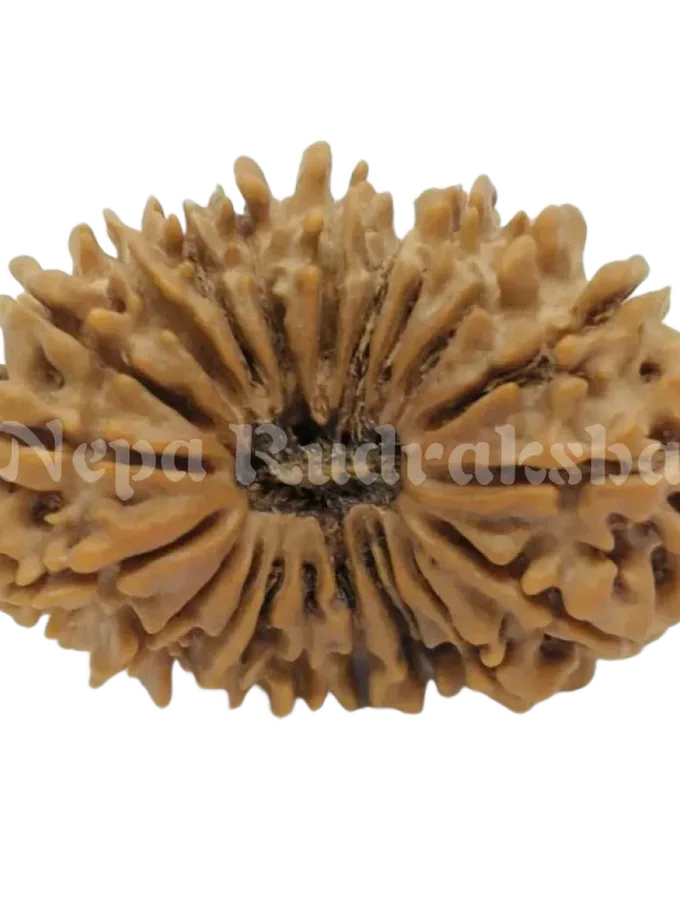 21 Mukhi  Rudraksha 33mm High Quality