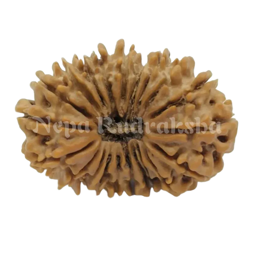 21 Mukhi  Rudraksha 33mm High Quality