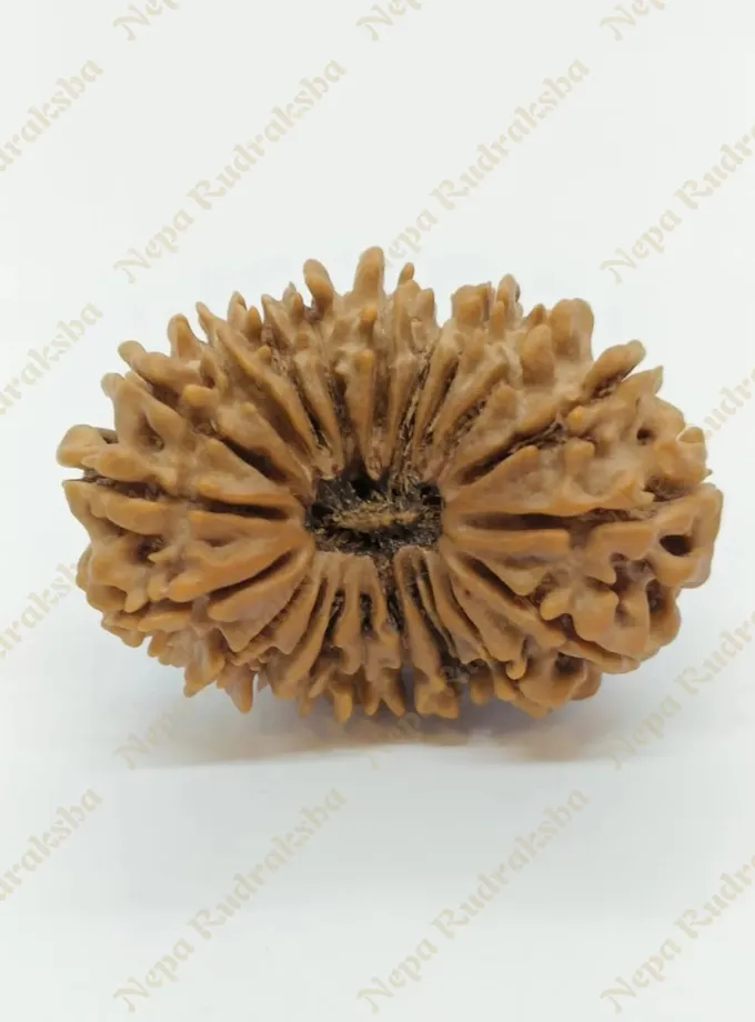 21 Mukhi  Rudraksha 33mm High Quality