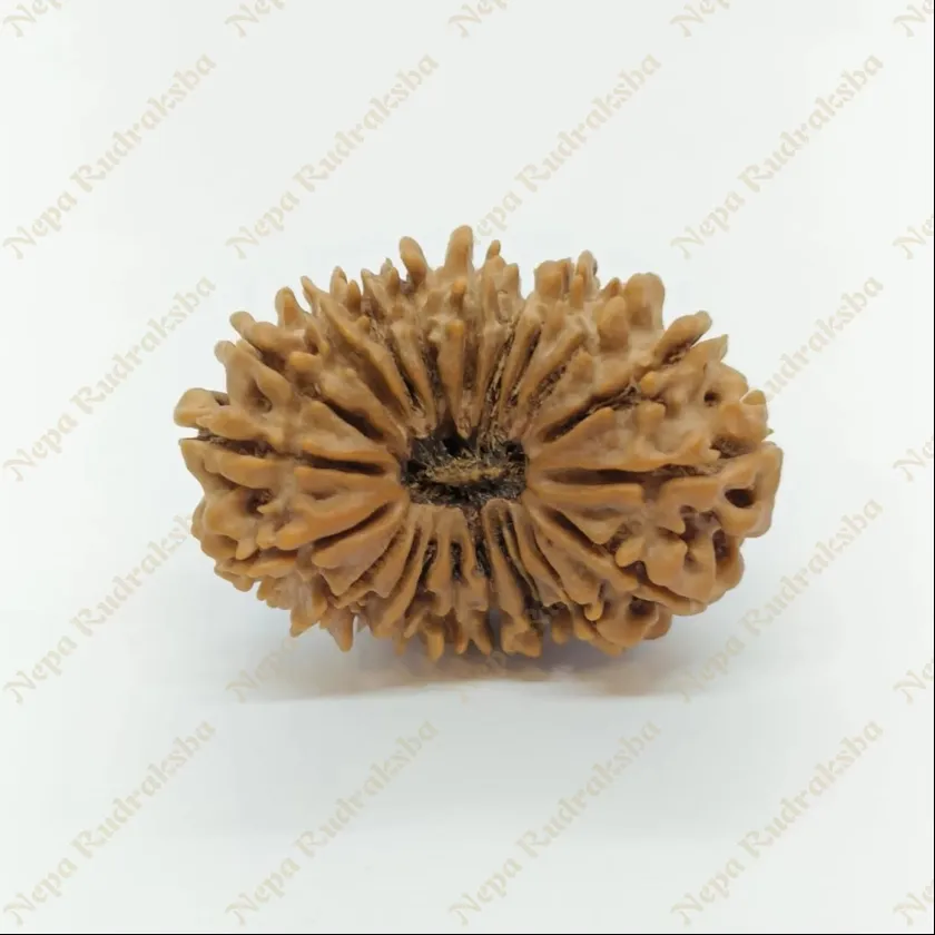 21 Mukhi  Rudraksha 33mm High Quality