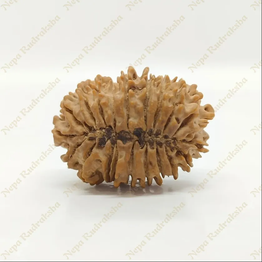 21 Mukhi  Rudraksha 33mm High Quality