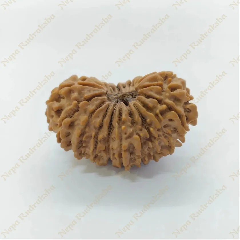 21 Mukhi  Rudraksha 33mm High Quality