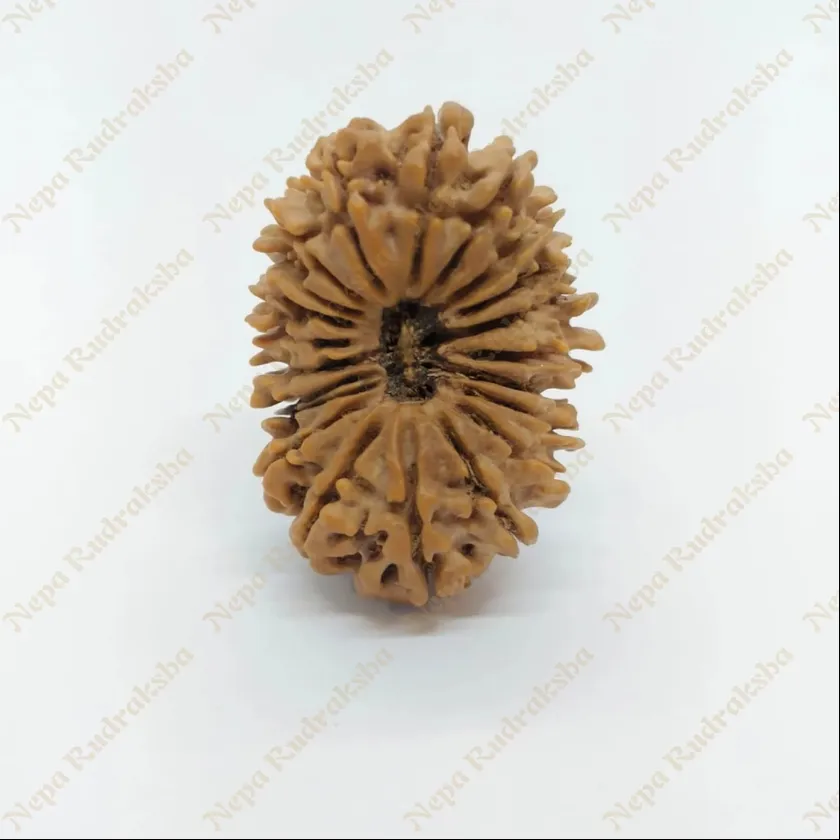 21 Mukhi  Rudraksha 33mm High Quality