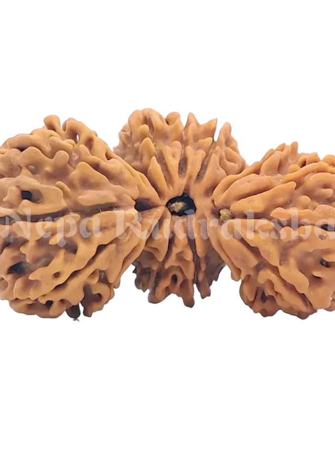 21 Mukhi Trijuti Rudraksha 39mm Best Price