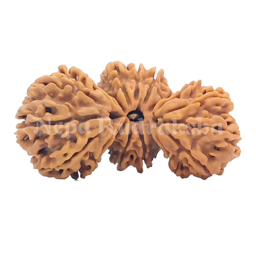 21 Mukhi Trijuti Rudraksha 39mm Best Price