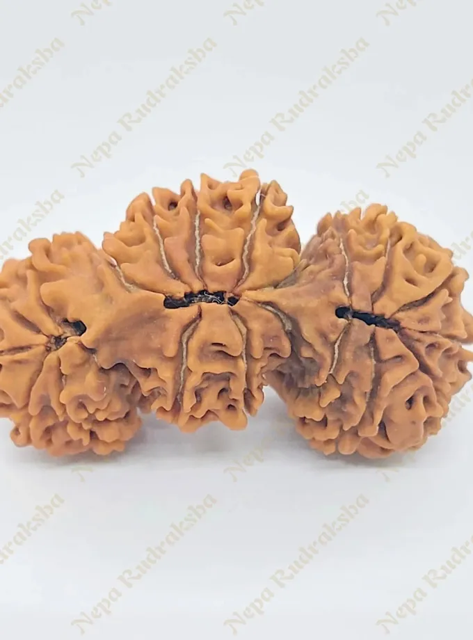 21 Mukhi Trijuti Rudraksha 39mm Best Price