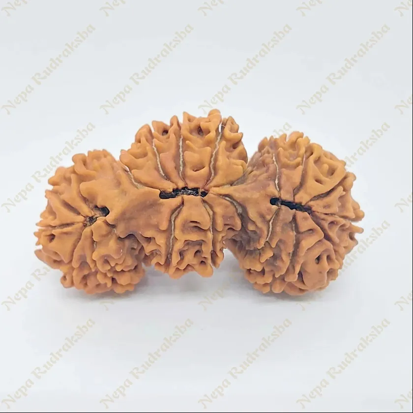 21 Mukhi Trijuti Rudraksha 39mm Best Price