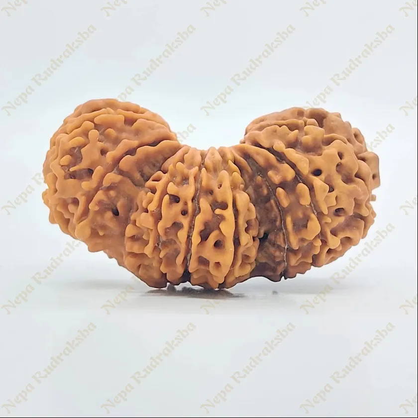 21 Mukhi Trijuti Rudraksha 39mm Best Price