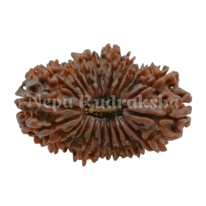 22 Mukhi  Rudraksha 35mm New Arrival