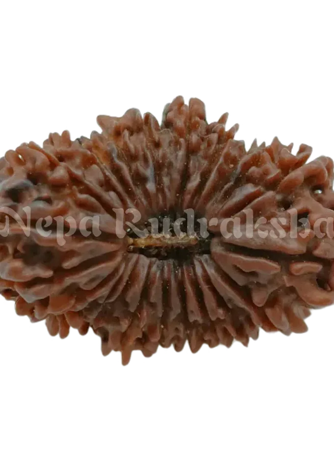 22 Mukhi  Rudraksha 35mm New Arrival