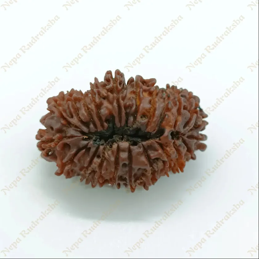 22 Mukhi  Rudraksha 35mm New Arrival