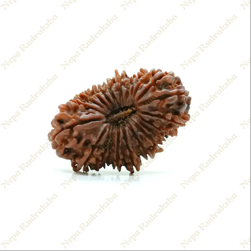 22 Mukhi  Rudraksha 35mm New Arrival