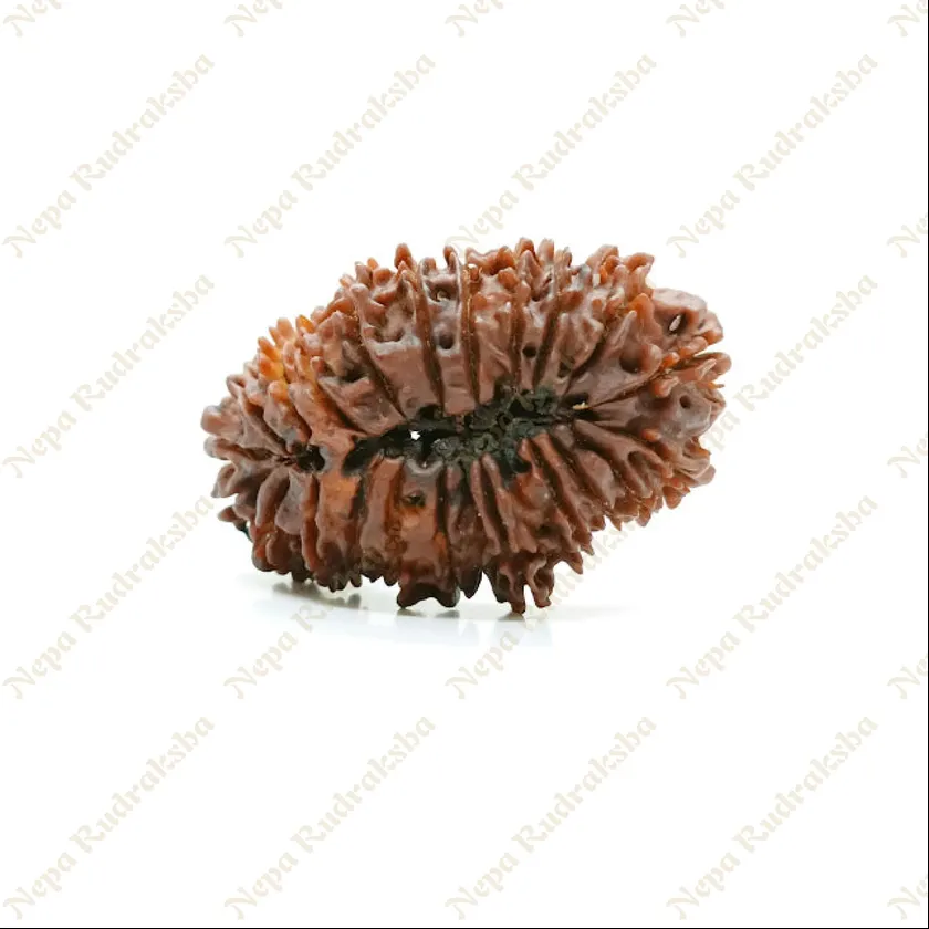 22 Mukhi  Rudraksha 35mm New Arrival