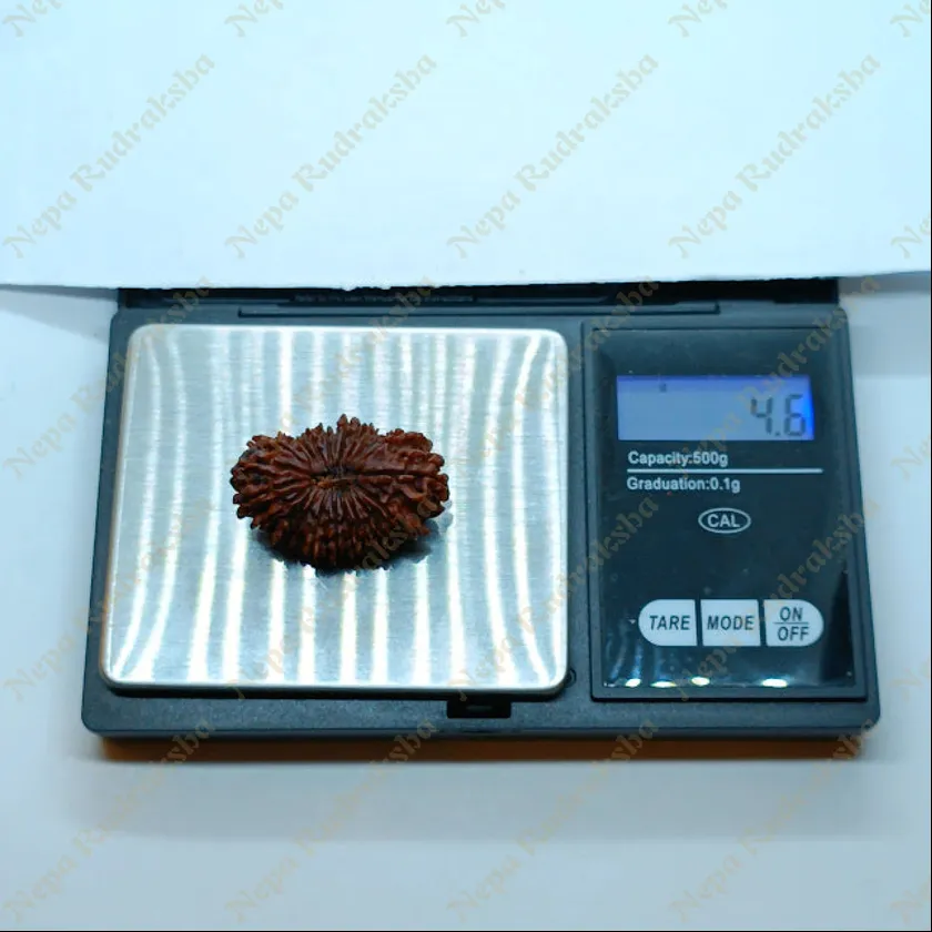 22 Mukhi  Rudraksha 35mm New Arrival