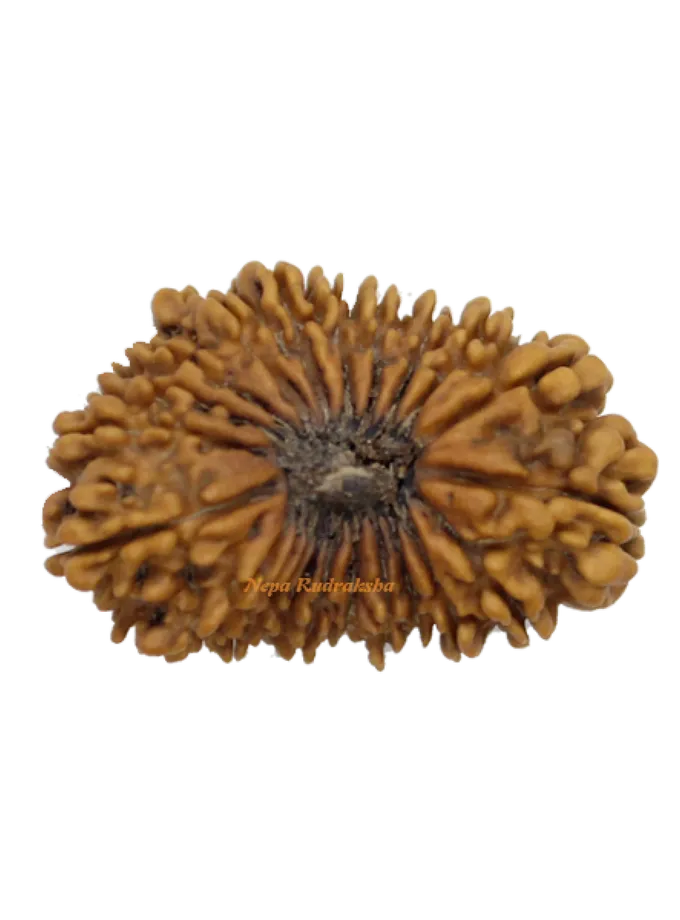 22 Mukhi rudraksha 35mm Same Day Delivery