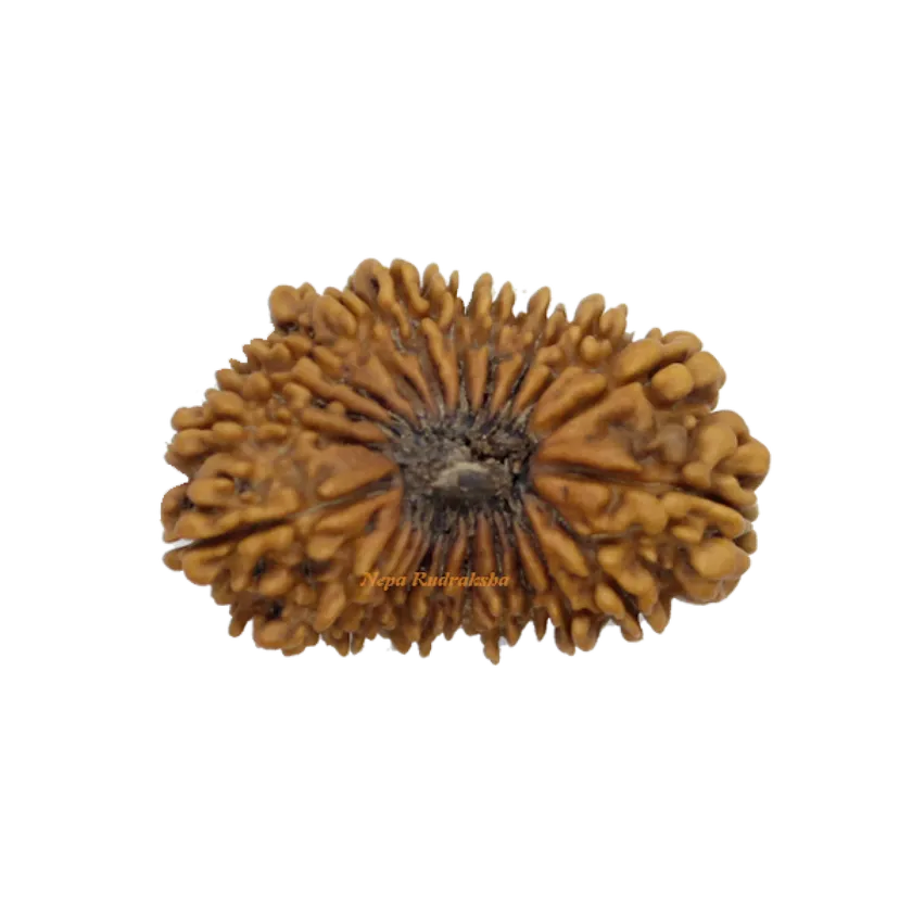 22 Mukhi rudraksha 35mm Same Day Delivery