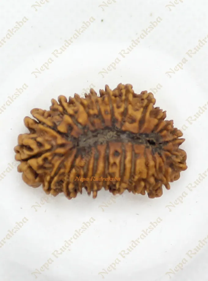 22 Mukhi rudraksha 35mm Same Day Delivery